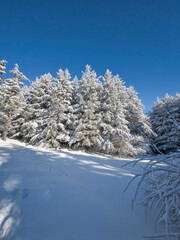 Panorama of Vitosha Mountain, Bulgaria