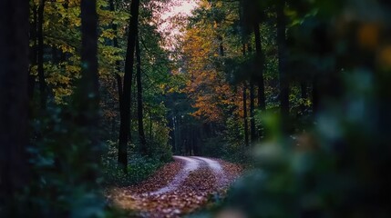 Obraz premium Serene winding path through a vibrant forest during autumn, with colorful leaves scattered