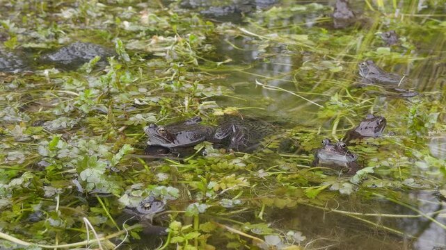 Multiple frogs, mostly grayish males and a few brown females, crowd together in a spawning pond. Steady shot.