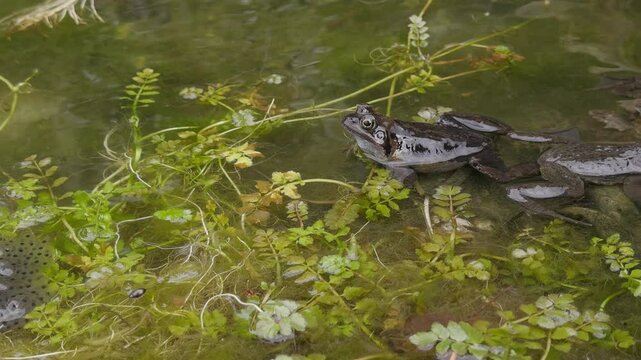 Common frogs (Rana temporaria) among frogspawn in a pond, also known as the European grass frog. Steady shot.