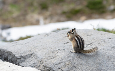 Chipmunk rodent. Gopher outdoor. Wild animal in nature. Squirrel on the ground. Rodent animal chipmunk. Rodent animal family. Wildlife nature. Ground squirrel. Chipmunk wild squirrel. Zoo park