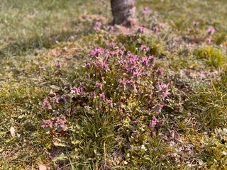 Lamium purpureum blooms purple flowers in spring. Close-up detail. Lamium purpureum, known as red dead-nettle, purple dead-nettle, or purple archangel, is an annual herbaceous flowering plant.
