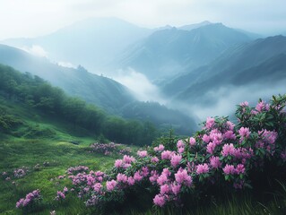 Obraz premium Discovering Blooming Rhododendrons in Foggy Mountain Landscape Scenery on Sunny Day