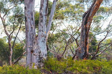 eucalyptus trees in australian bushland landscape