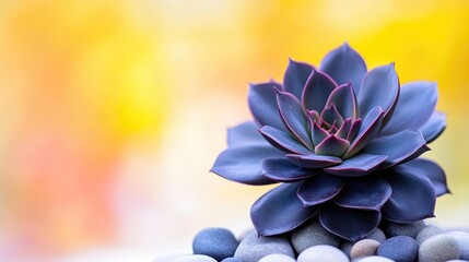 Succulent on stones soft focus high res landscape serenity zen calmness warm tones wellness imagery
