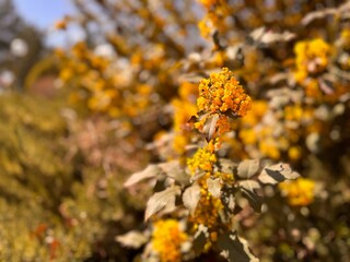 Mahonia Aquifolium flowers in spring garden. Yellow flowers oregon grape plant. Yellow flowers and pinnate leaves on the branch of Berberis aquifolium bush. Close-up.