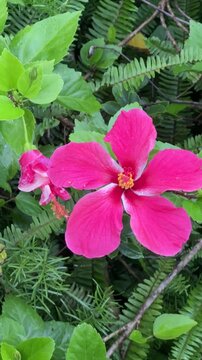 pink flower