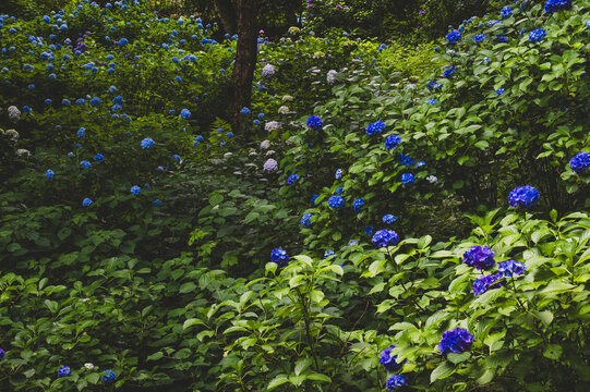 紫陽花の群生