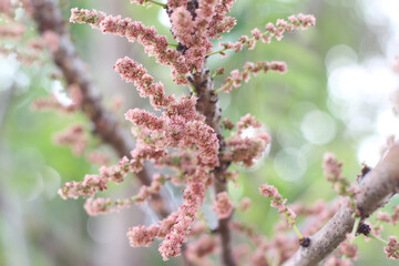 Beautiful star gooseberry flowers in the garden