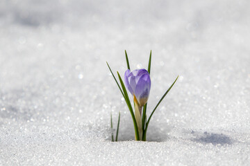 Early spring flower, purple crocus growing and blooming in snow during spring