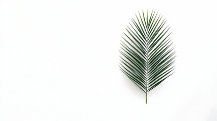 Realistic Photo of Green Leaf Against White Background in Natural Light