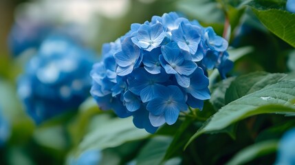Obraz premium Beautiful Hydrangea Blue Flower in a Serene Garden Setting