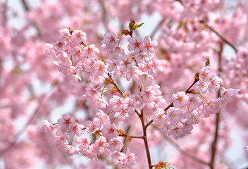  春をつげる綺麗な初御代桜