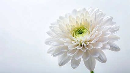 Fototapeta premium Delicate White Flower Close Up, Soft Hues, Floral Photography, Macro Shot, Botanical Image, White Bloom, Spring Flowers, Nature Photography