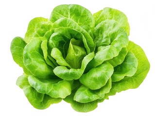 Obraz premium Fresh and Organic Butter Lettuce with Tender Leaves Transparent Background