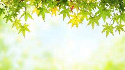 Obraz premium Colorful maple leaves frame a soft-focus nature background, perfect for desktop or website background