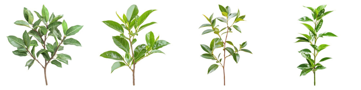 Yerba mate llex paraguariensis isolated on transparent background. PNG, Set of