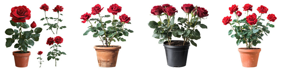 Red rose flower plant isolated on transparent background. PNG, Set of
