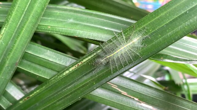 Camouflaged Euthalia Aconthea Caterpillar on Green Leaf