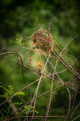 Golden warbler on a branch.