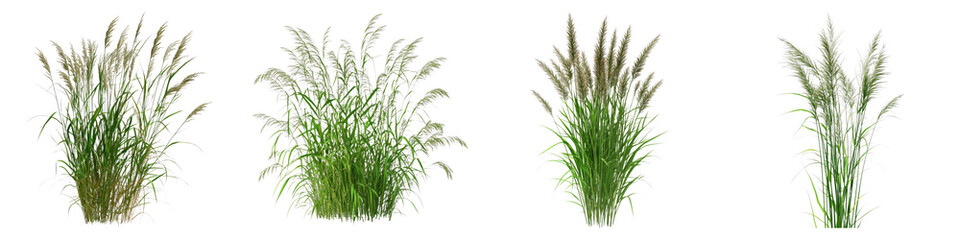 Vibrant switchgrass crop isolated on transparent background. PNG, Set of