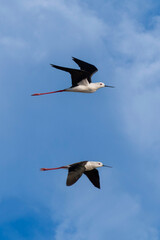 Obraz premium Flying black-winged stilt (Himantopus himantopus), Striking large black-and-white wader with a thin, straight bill and bright pink legs, found in wetlands with open shallow water.