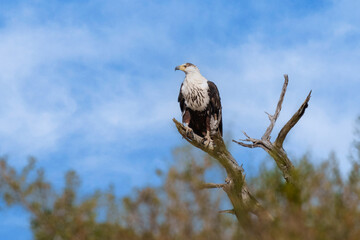 African fish eagle (Icthyophaga vocifer) or the African sea eagle is a large species of eagle found throughout sub-Saharan Africa