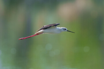 Flying black-winged stilt (Himantopus himantopus), Striking large black-and-white wader with a thin, straight bill and bright pink legs, found in wetlands with open shallow water.