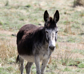 Donkey horse standing in a field of grass