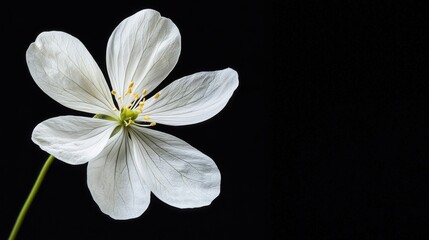 Obraz premium white flower on black background.