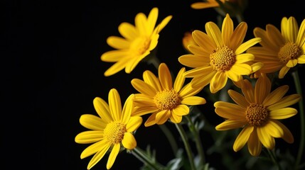 Fototapeta premium Yellow flowers in the spotlight. Black background.