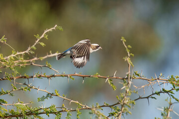 White-browed Sparrow-Weaver Plocepasser mahali, A large, boldly patterned brown-and-white sparrow-weaver. The bold white eyebrow, wingbars, and rump are striking.
