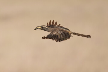 Flying African grey hornbill (Lophoceros nasutus) is a member of the hornbill family of mainly tropical near-passerine birds found in the Old World.