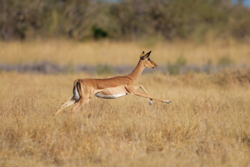 Impala Antelopes jumping in the Moremi National Park, Botswana, closeup, portrait, 4K resolution 