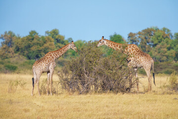 The giraffe is an African artiodactyl mammal, the tallest living terrestrial animal and the largest ruminant. Botswana, Moremi reserve