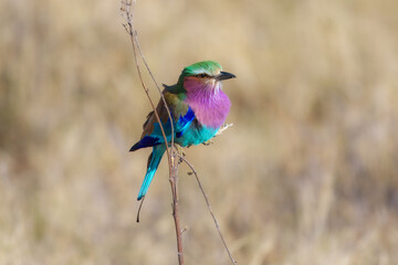 Closeup and portrait of bird , in flight. The Lilac breasted Roller is a bird of the family Coraciidae, the rollers. It occurs widely from West Asia to the Indian Subcontinent. 4k resolution