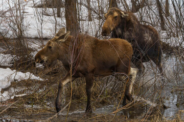 Two moose seen in the forest eating on willows seen in Steamboat Springs Colorado