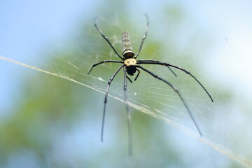black spider waits for its prey to come with its web trap