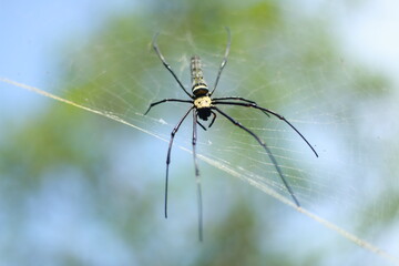 black spider waits for its prey to come with its web trap
