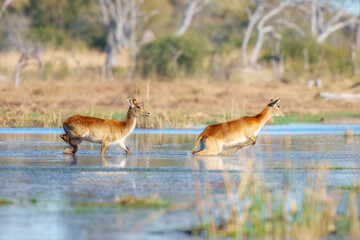 Lechwe in the water, Kobus leche, antelope in the golden grass wetlands. Lechve running in the river water, Okavango delta, Botswana in Africa. Wildlife scene from nature. 