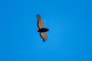 Flying Bateleur (Terathopius ecaudatus) is a medium-sized eagle in the family Accipitridae. Its closest relatives are the snake eagles.