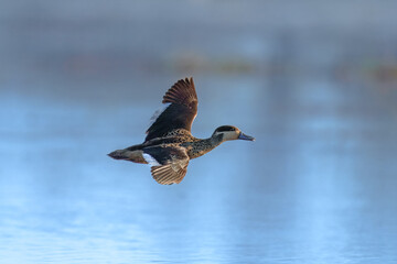 The blue-billed teal, spotted teal or Hottentot teal (Spatula hottentota) is a species of dabbling duck of the genus Spatula.