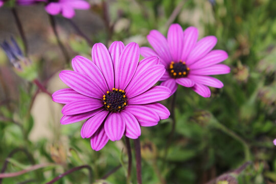 Purple flowers on a African daisy (osteospermum ecklonis) plant in a garden