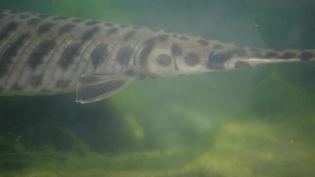 Close up of Alligator Gar in fish tank