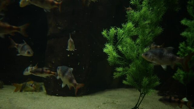 Clown Loach Fish Swimming in Aquarium