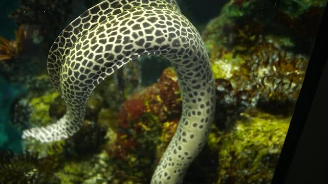  Laced Moray or Leopard Moray Eel in aquarium 1.