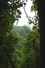 Stunning cloud forest in Monteverde Costa Rica