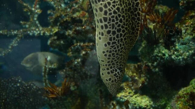 Laced Moray or Leopard Moray Eel in aquarium 2