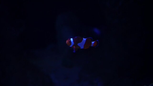 Lonely Clownfish swimming in dark ocean environment 1