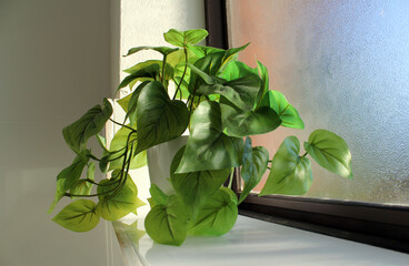Potted philodendron plant on a window sill in a bathroom
